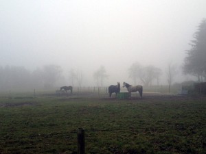 Epe horses